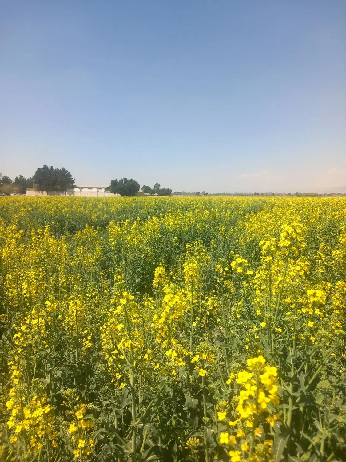راهنمایی میخواستم  از استاد مدیتیشن|فعالیت داوطلبانه|اندیشه, اندیشه فاز ۴|دیوار