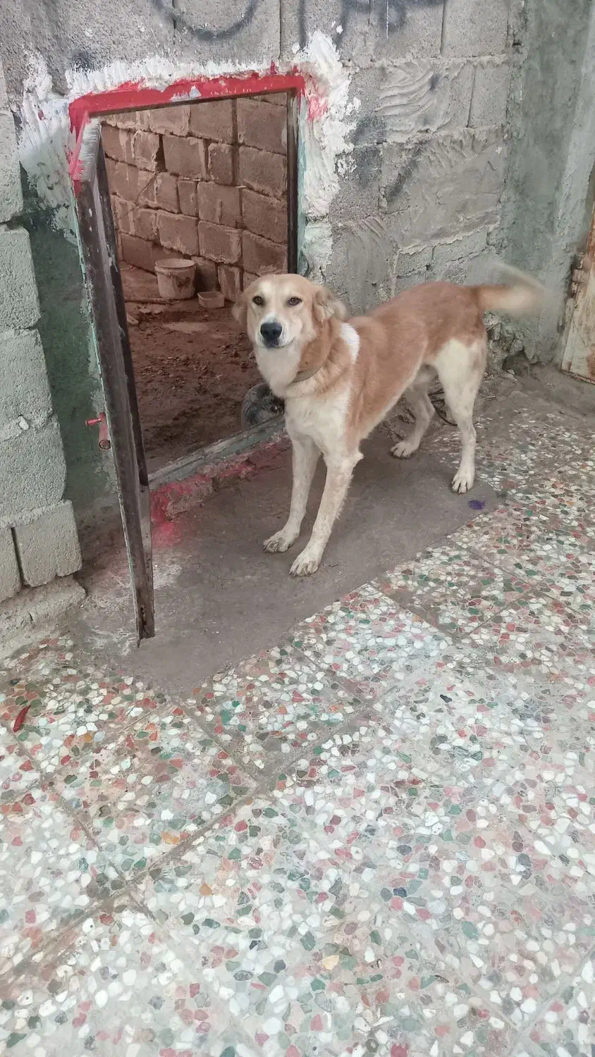 فروش سه عدد سگ شکاری آدرس خودبستک|سگ|بستک, |دیوار