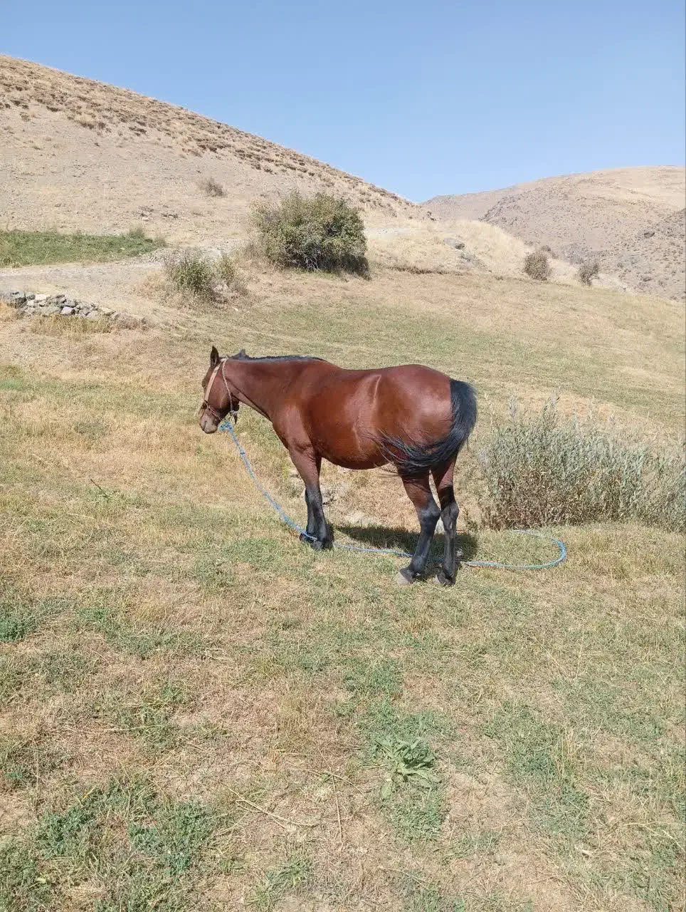 اسب فروشی|اسب و تجهیزات اسب‌سواری|ماهنشان, |دیوار