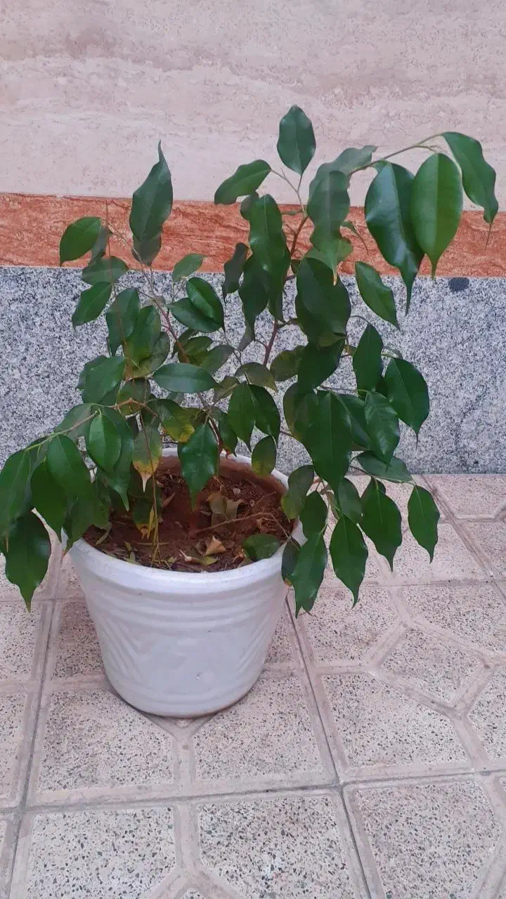 گل و گیاه زینتی|گل و گیاه طبیعی|بناب, |دیوار