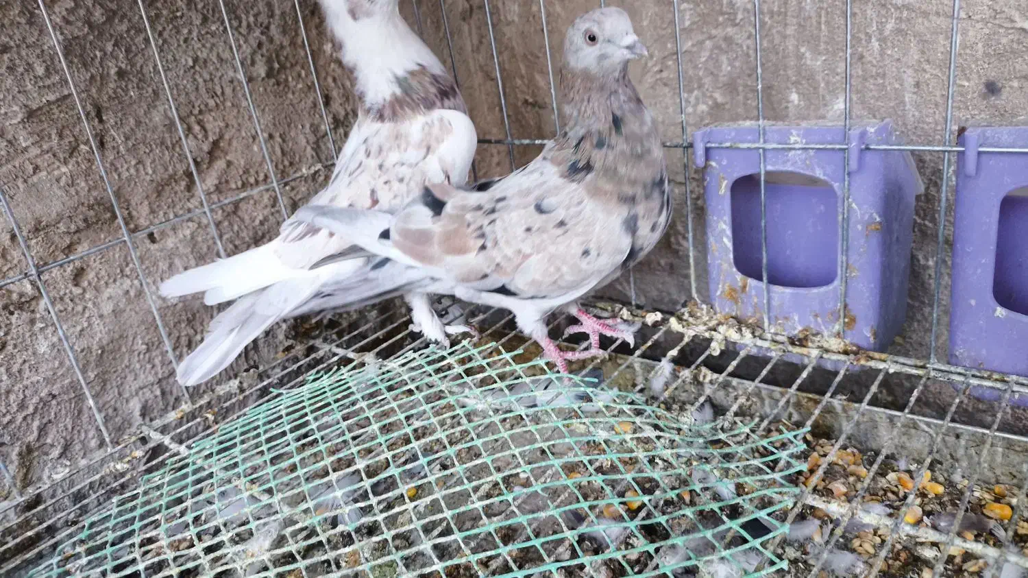 نر هما ماده سرور|پرنده|اصفهان, سروستان|دیوار