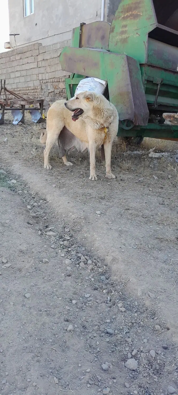 سگ سگ|سگ|تویسرکان, |دیوار