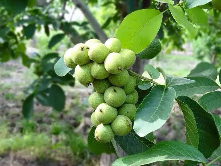 نهال گردو و بادام و میوه|گل و گیاه طبیعی|ماکو, |دیوار