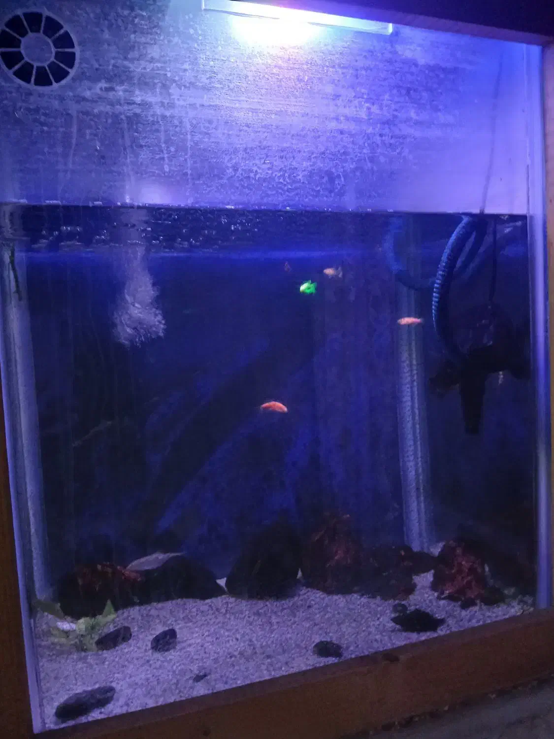 اکواریوم زیبا|ماهی|قم, باغ کرباسی|دیوار