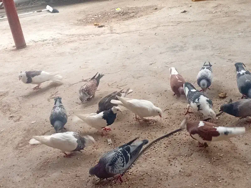 کبوتر|پرنده|بندر دیر, |دیوار