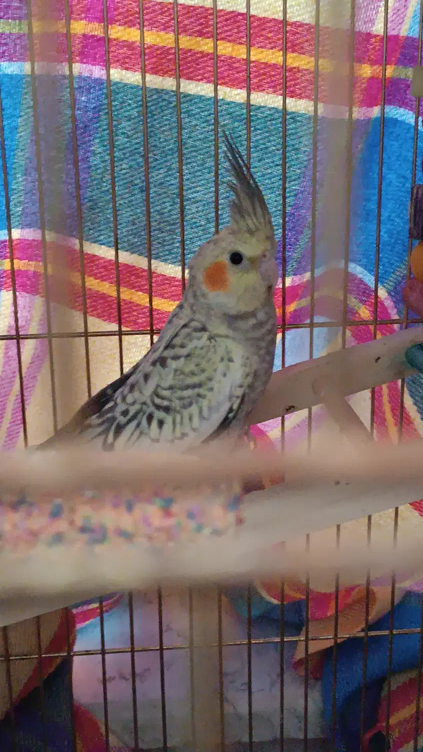 پرنده عروس هلندی|پرنده|الیگودرز, |دیوار