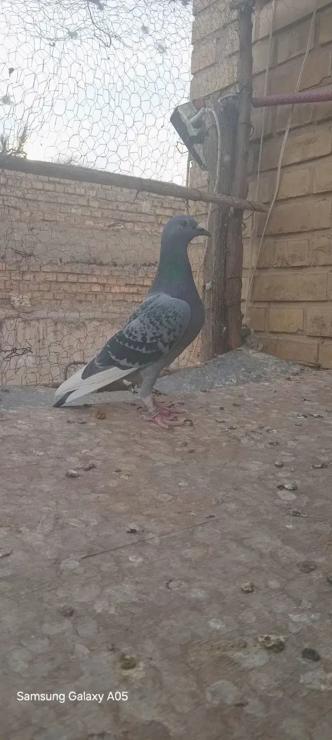 پلاکی|پرنده|بهبهان, |دیوار