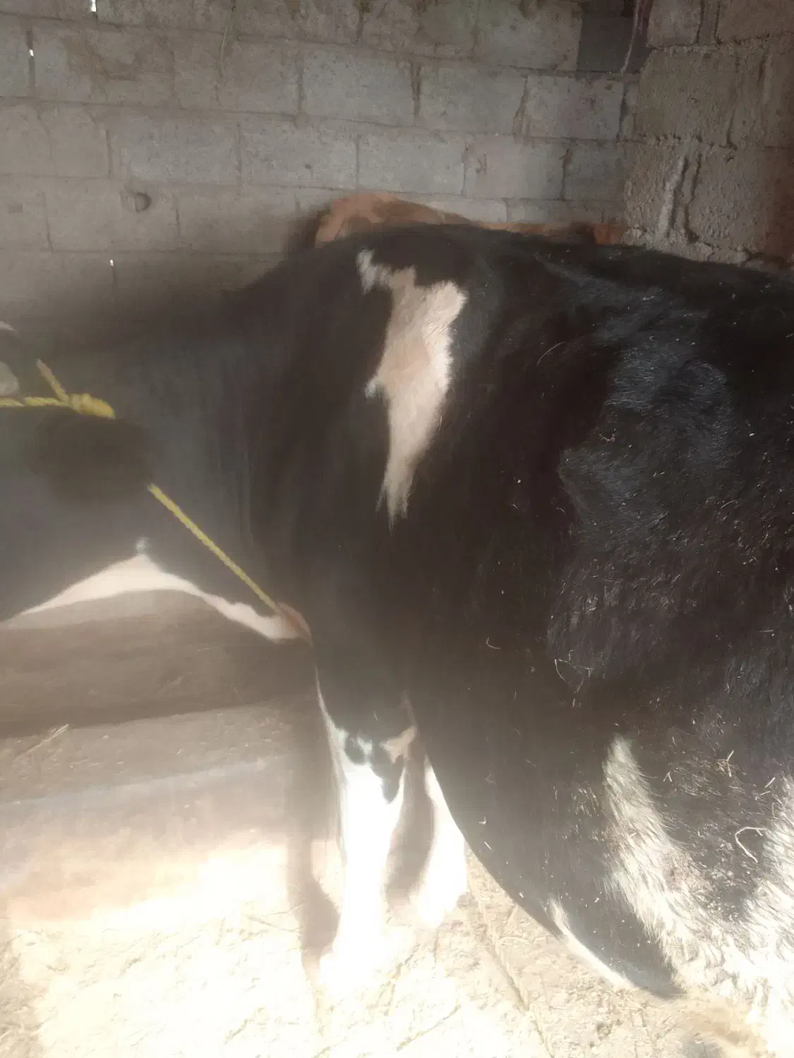 حیوانات|حیوانات مزرعه|آستانه اشرفیه, |دیوار