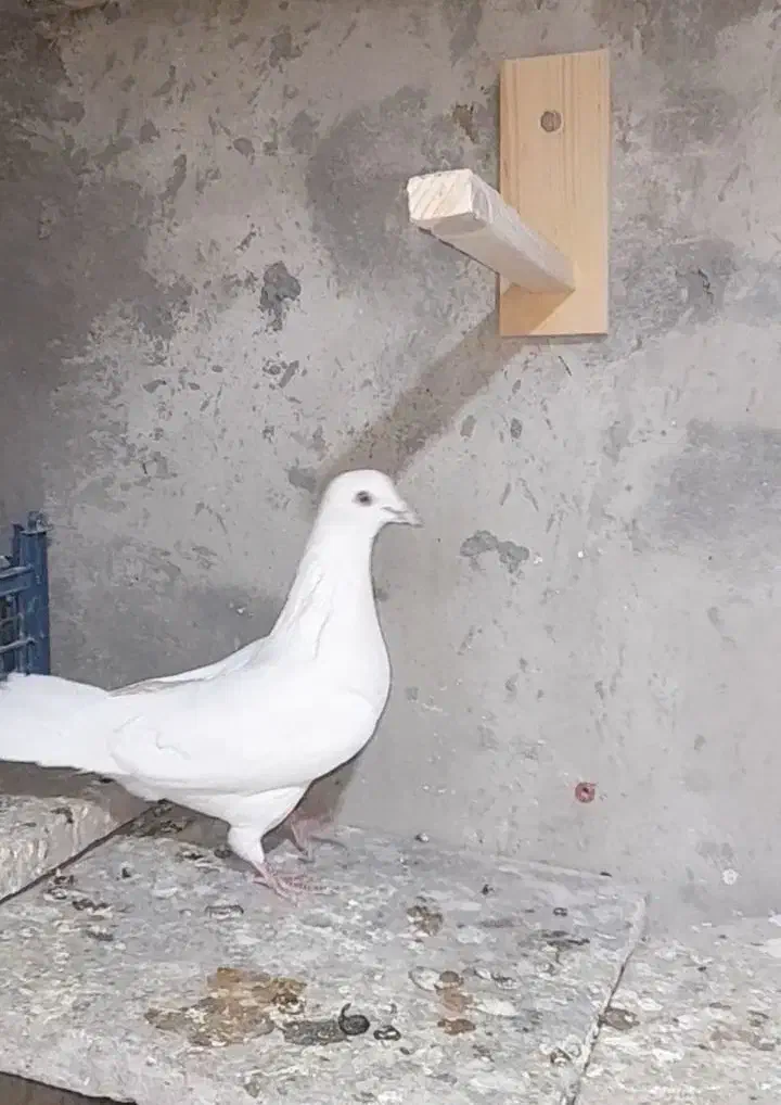 کفتر تهرانی|حیوانات|نهاوند, |دیوار