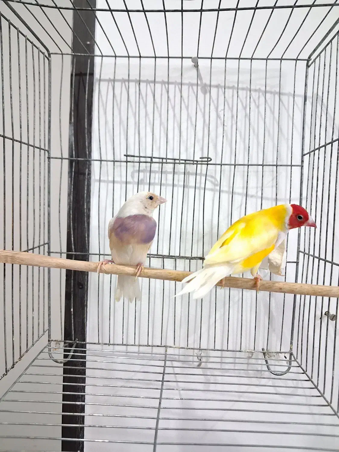 فنچ گلدین مولد|پرنده|قدس, شهر‌قدس|دیوار