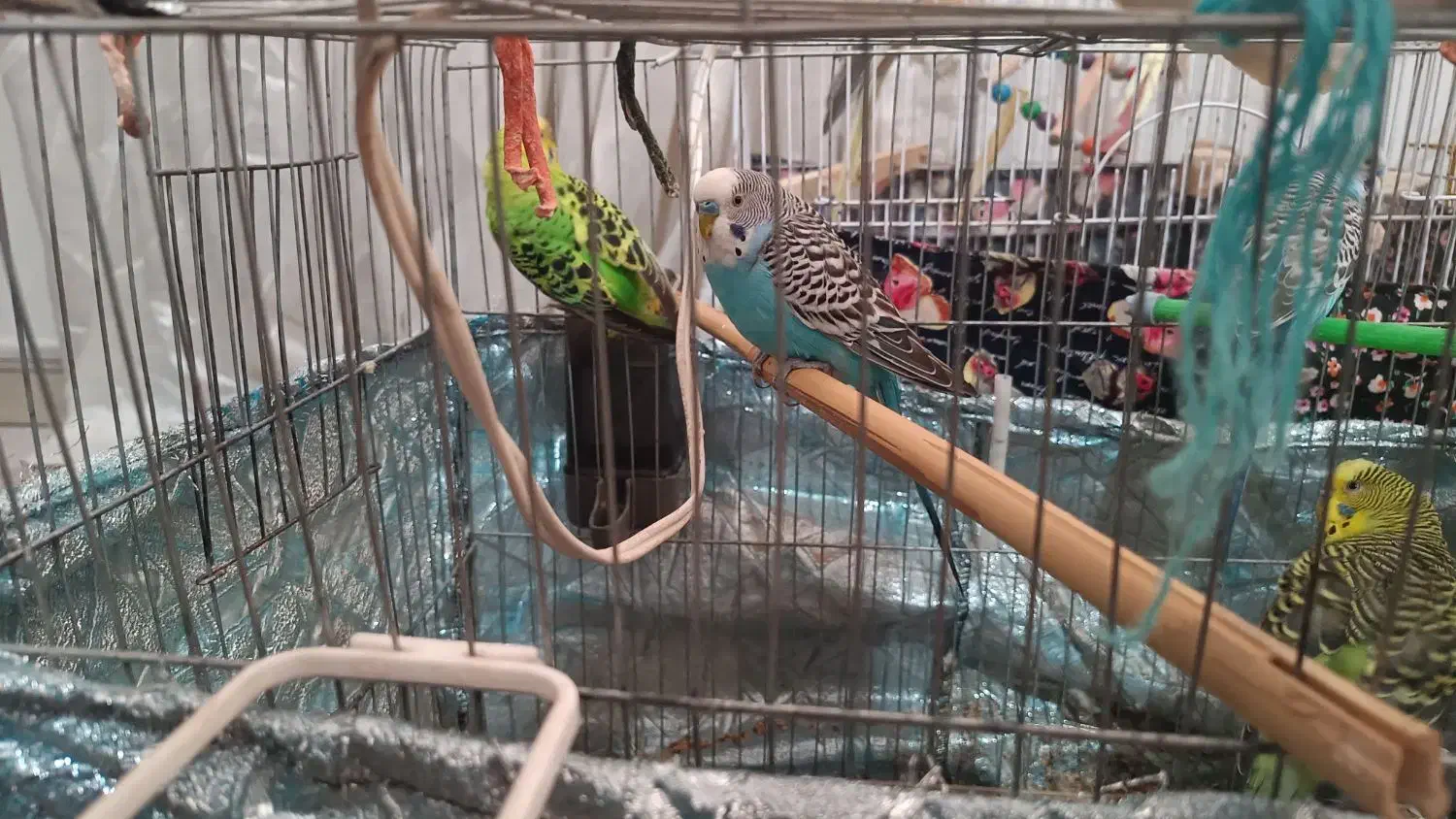 مرغ عشق|پرنده|تهران, شهرک ابوذر|دیوار