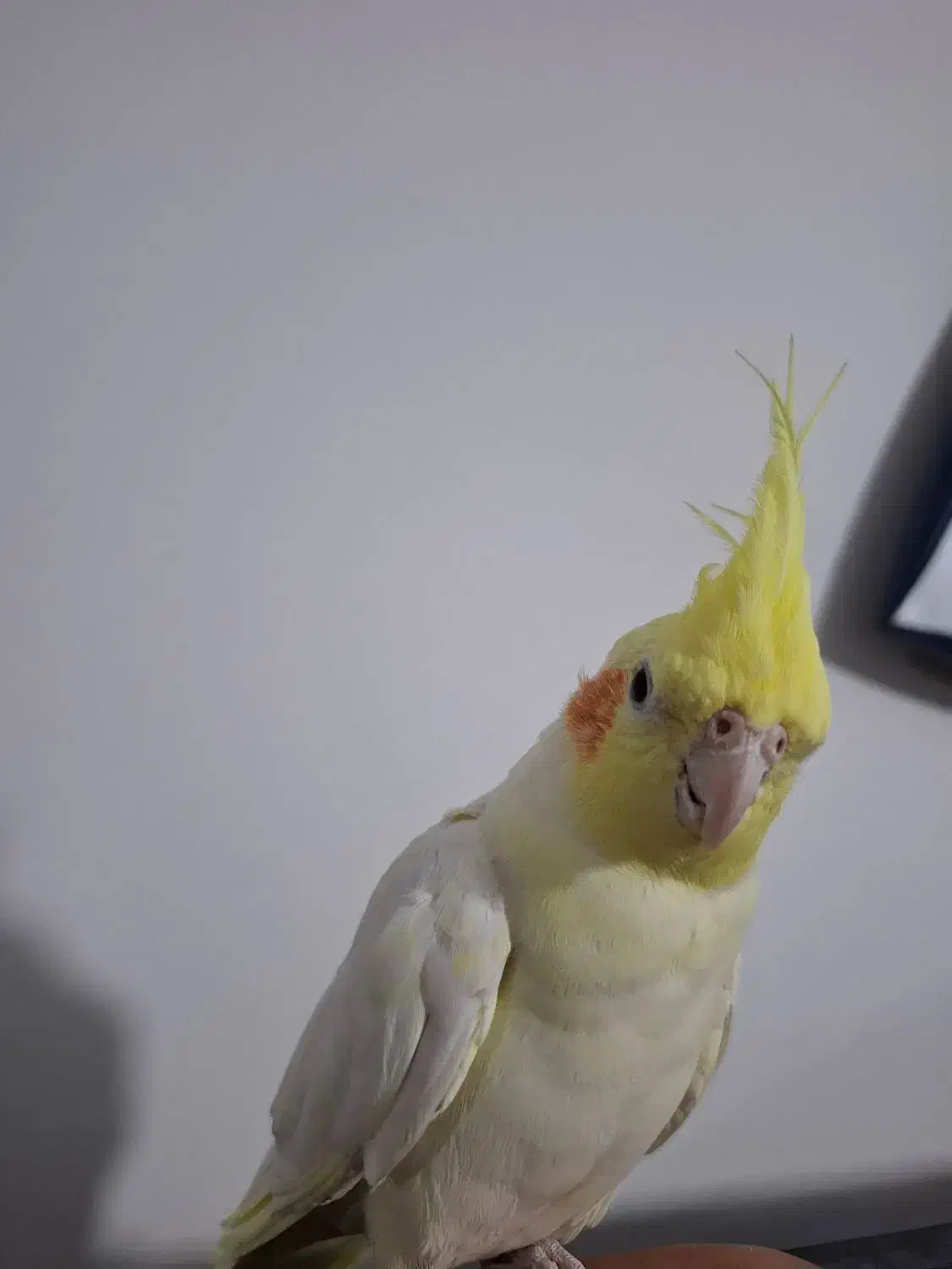 عروس هلندی|پرنده|پرند, فاز ۵|دیوار