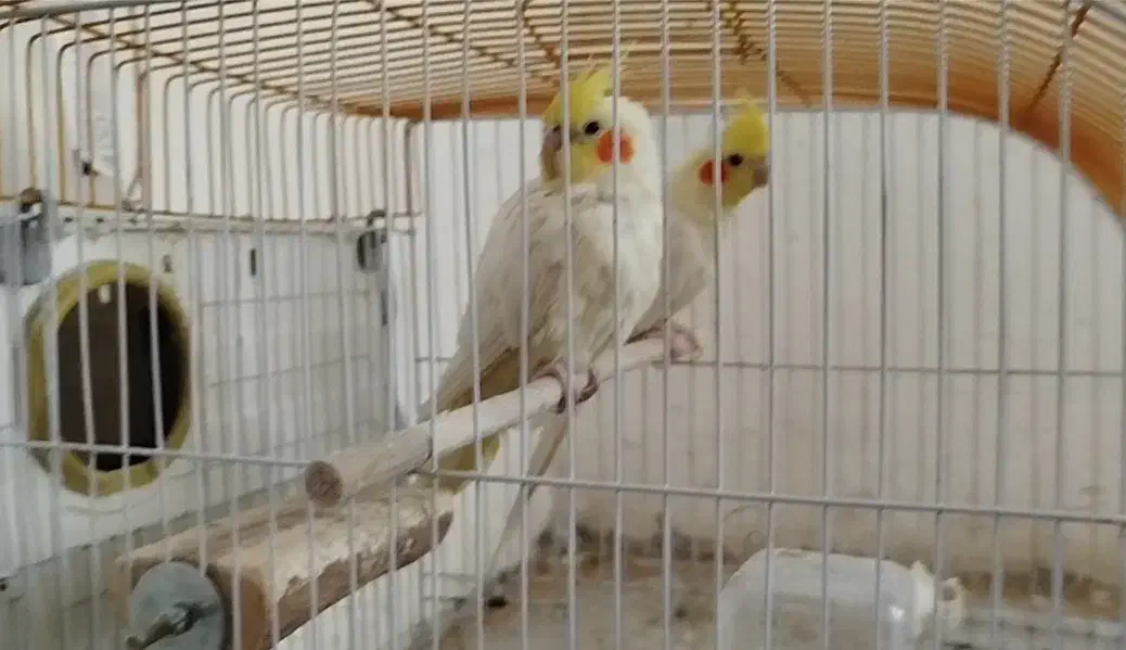 فروش 2جفت عروس هلندی مولد ویک جفت طوطی برزیلی مول|پرنده|دورود, |دیوار