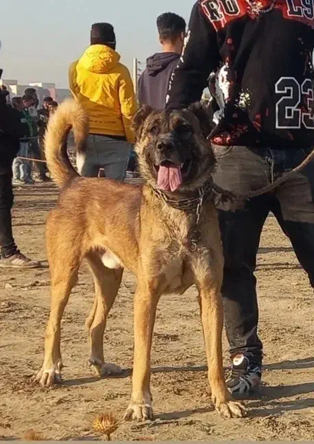 سگ سرابی پژدر سراب عراقی نگهبان|سگ|رباطکریم, نصیرشهر|دیوار