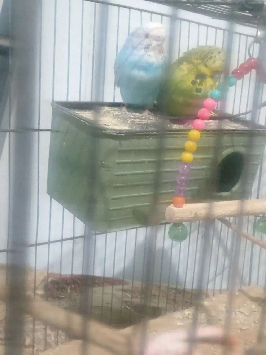 700 هزارتومن|پرنده|بم, |دیوار