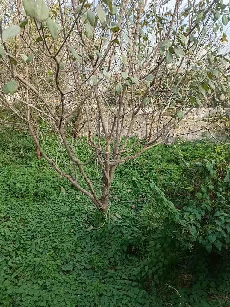 فروش زمین مسکونی|فروش زمین و ملک کلنگی|پل سفید, |دیوار