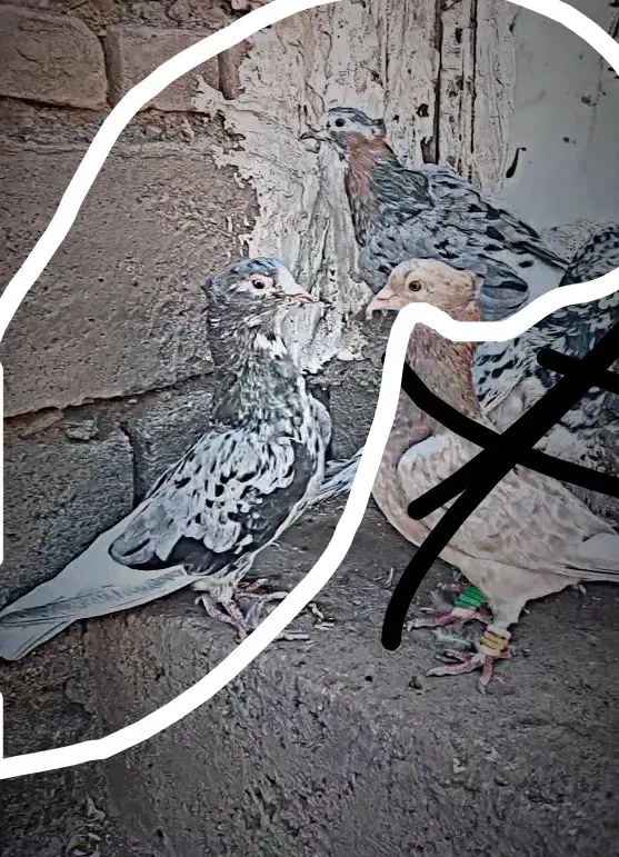 قیمت 3500|پرنده|سبزوار, رباط|دیوار