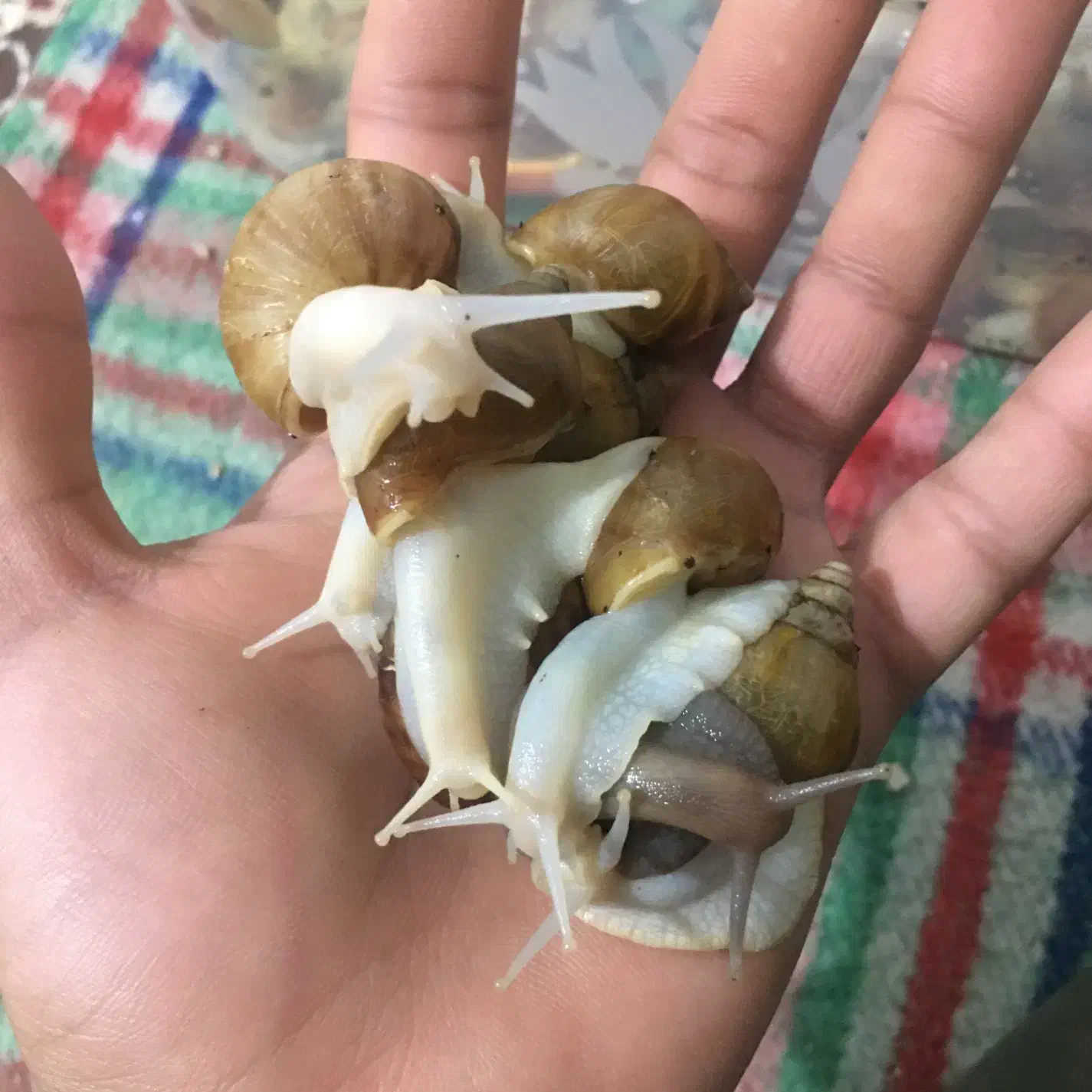 حلزون|خزنده|تهران, امین حضور|دیوار