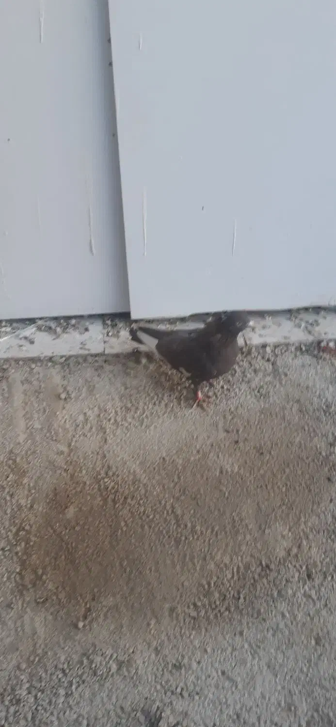 بهبهانی، شهری.|پرنده|شیراز, ماه فیروزان|دیوار