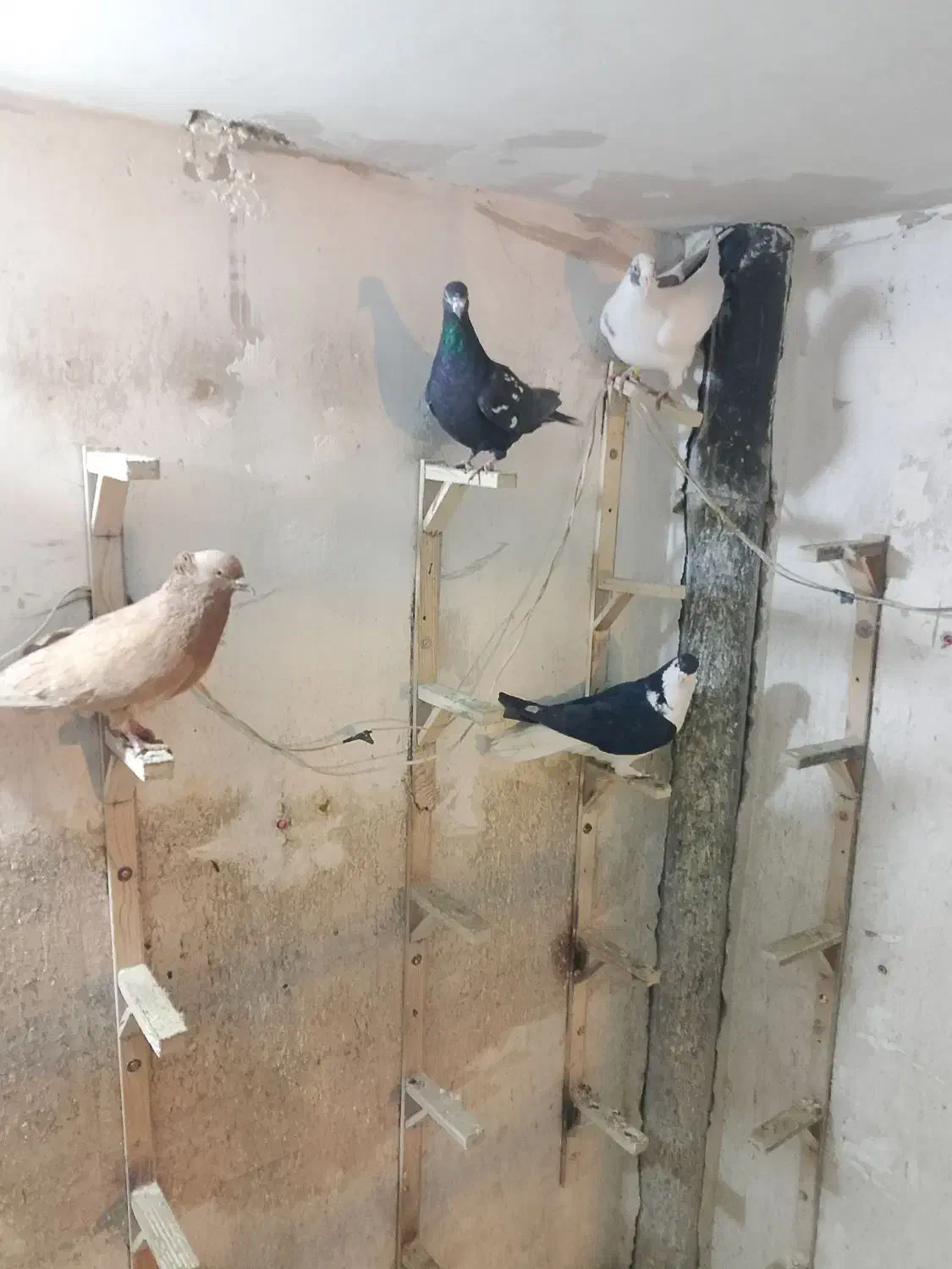 کبوتر صید|پرنده|مشهد, کوشش|دیوار
