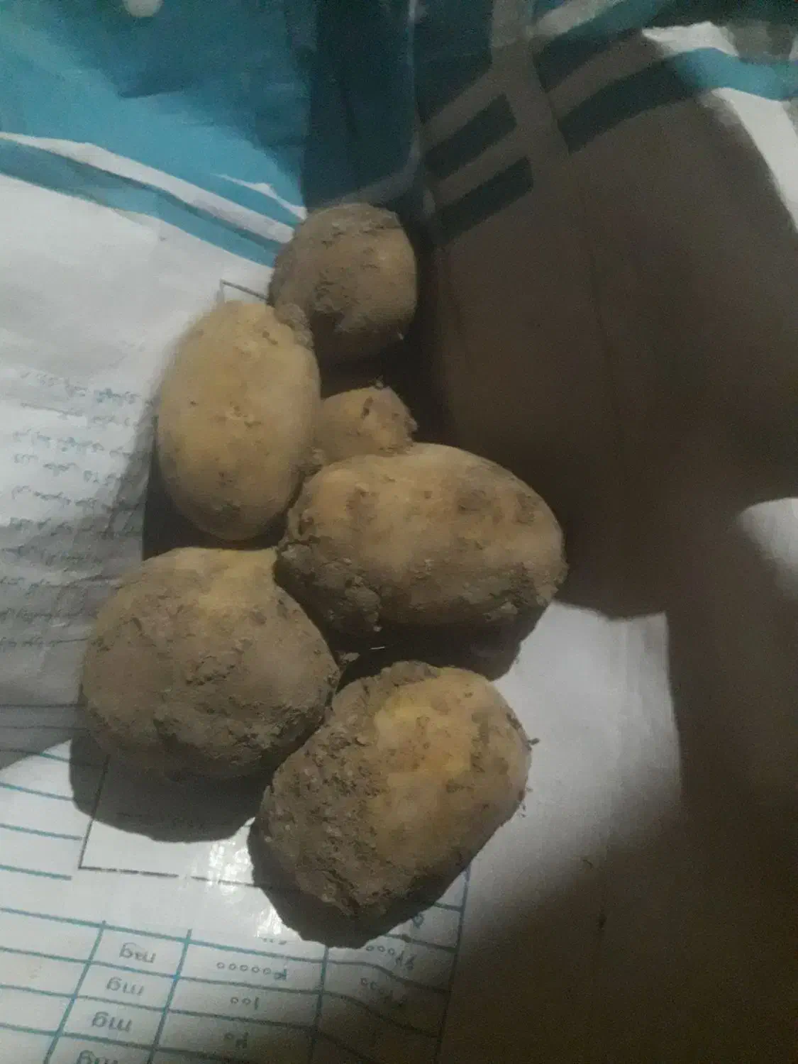 سیب اگریا|خوردنی و آشامیدنی|داران, |دیوار