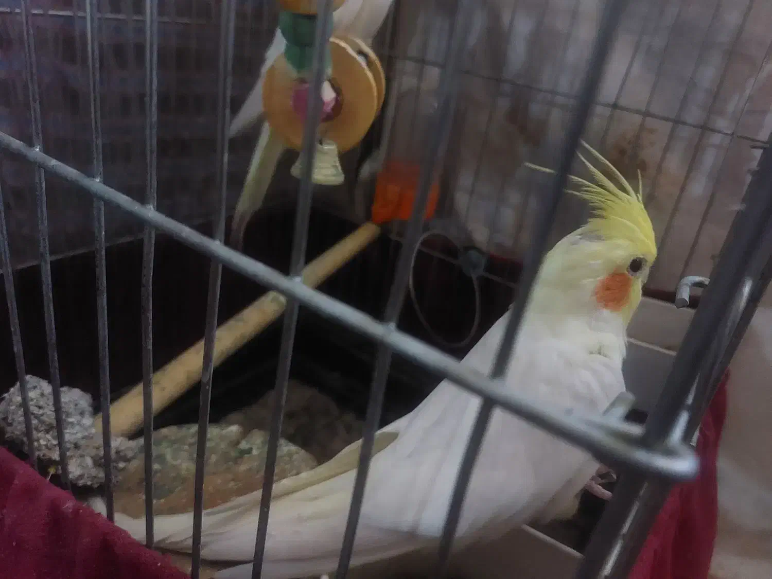 عروس هلندی لوتینو و سینامون|پرنده|قدس, شهرقدس|دیوار