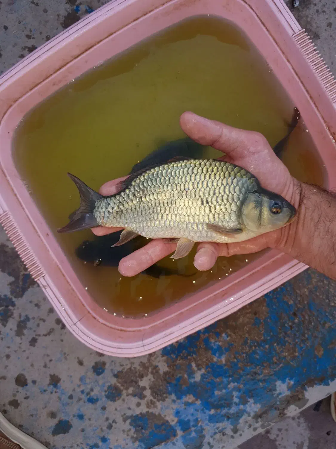 تولید و توزیع بچه ماهی کپور و بچه ماهی قزل الا.|ماهی|زاهدان, |دیوار