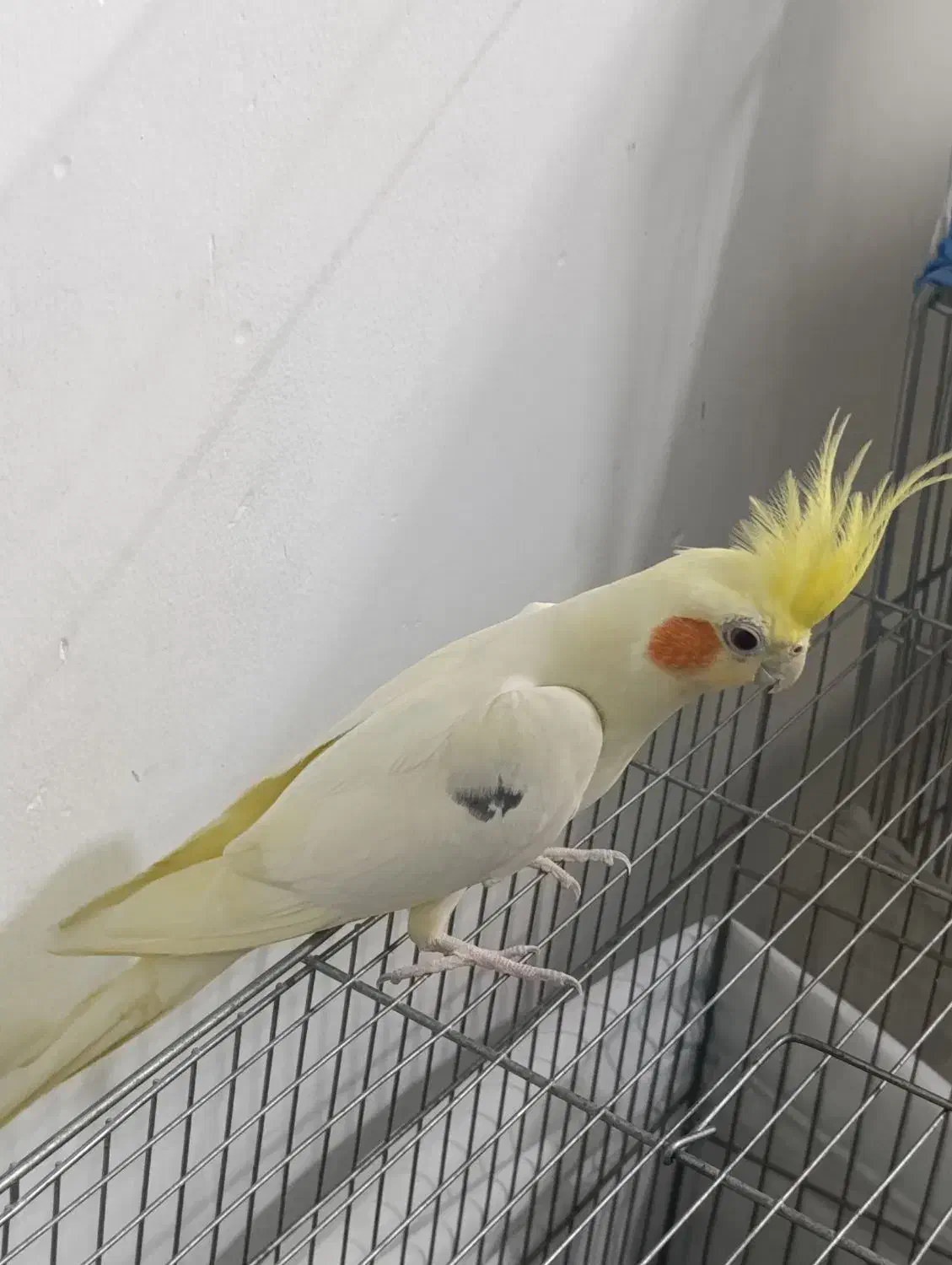 عروس هلندی لوتینو نر|پرنده|شهریار, شهرک بهاران (ویره)|دیوار