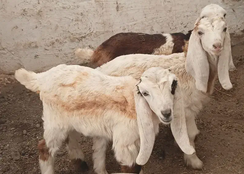 3عدد بزغاله|حیوانات مزرعه|آق قلا, |دیوار