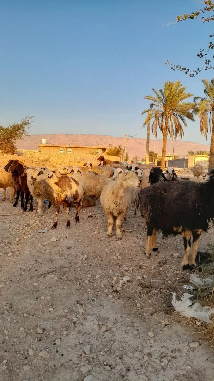 فروش 26 راس میش داشتی ابستن|حیوانات مزرعه|جره و بالاده, |دیوار