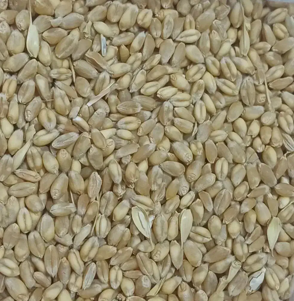 جو و گندم|عمده‌فروشی|کرمانشاه, |دیوار