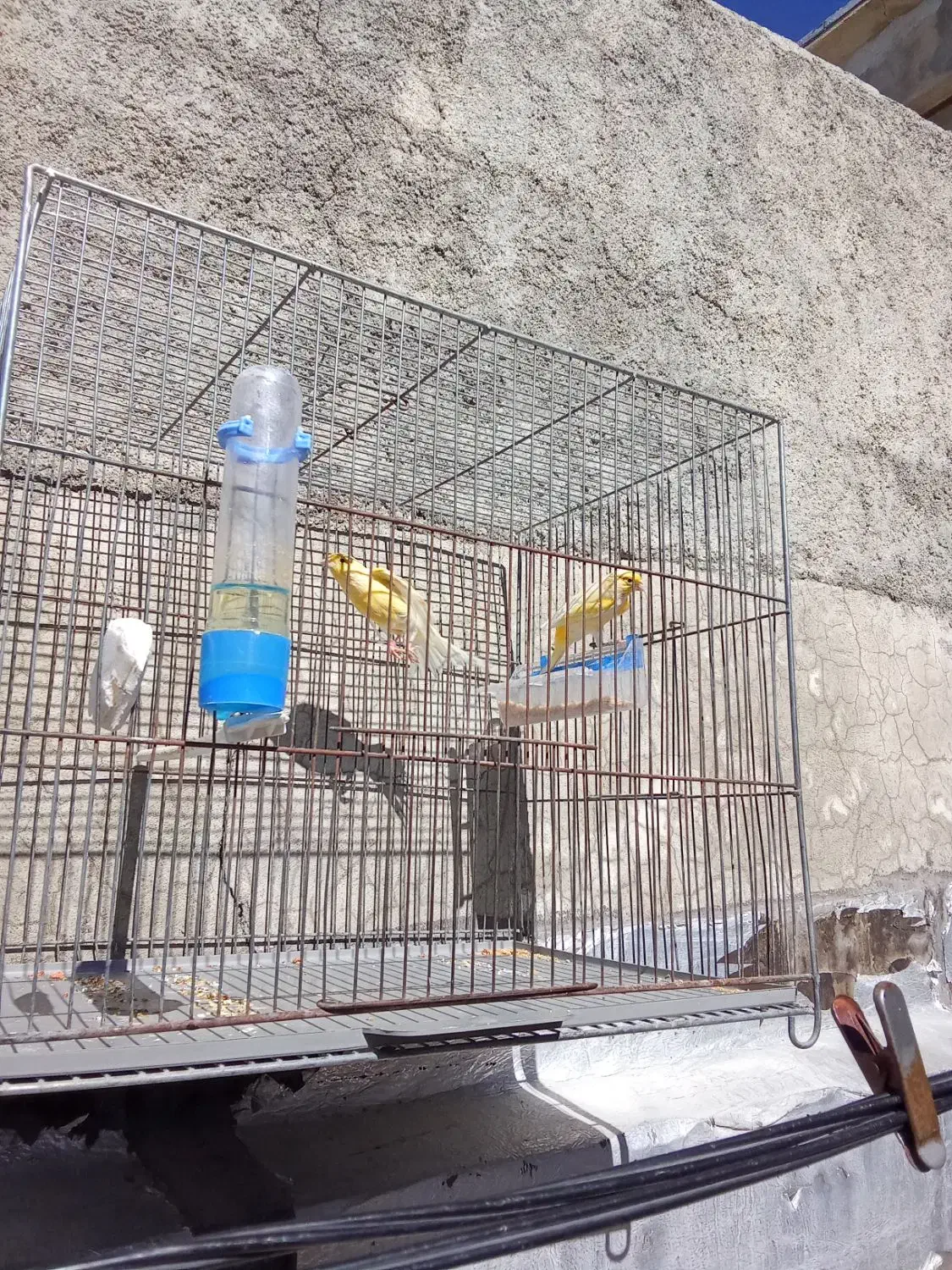 سلام عشق بازان قناری|پرنده|ایلام, |دیوار