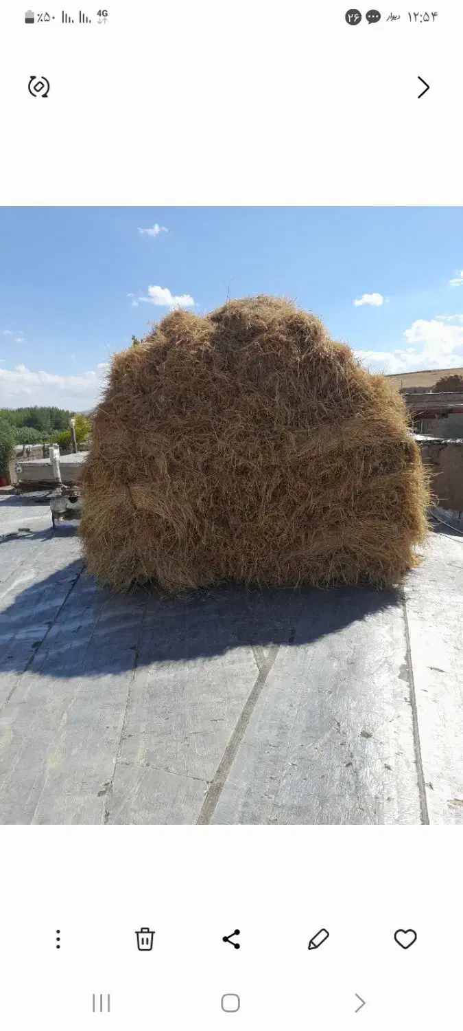 خصیل(جو آبی)|لوازم جانبی حیوانات|ورزقان, |دیوار