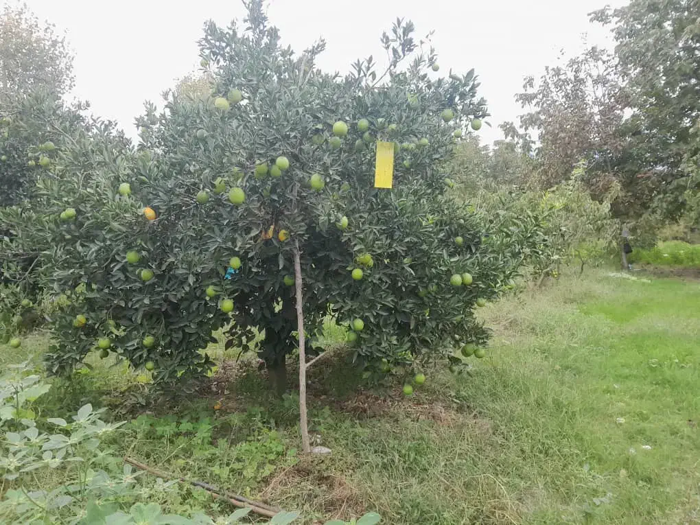 پرتقال حدود یک تن|خوردنی و آشامیدنی|کردکوی, |دیوار