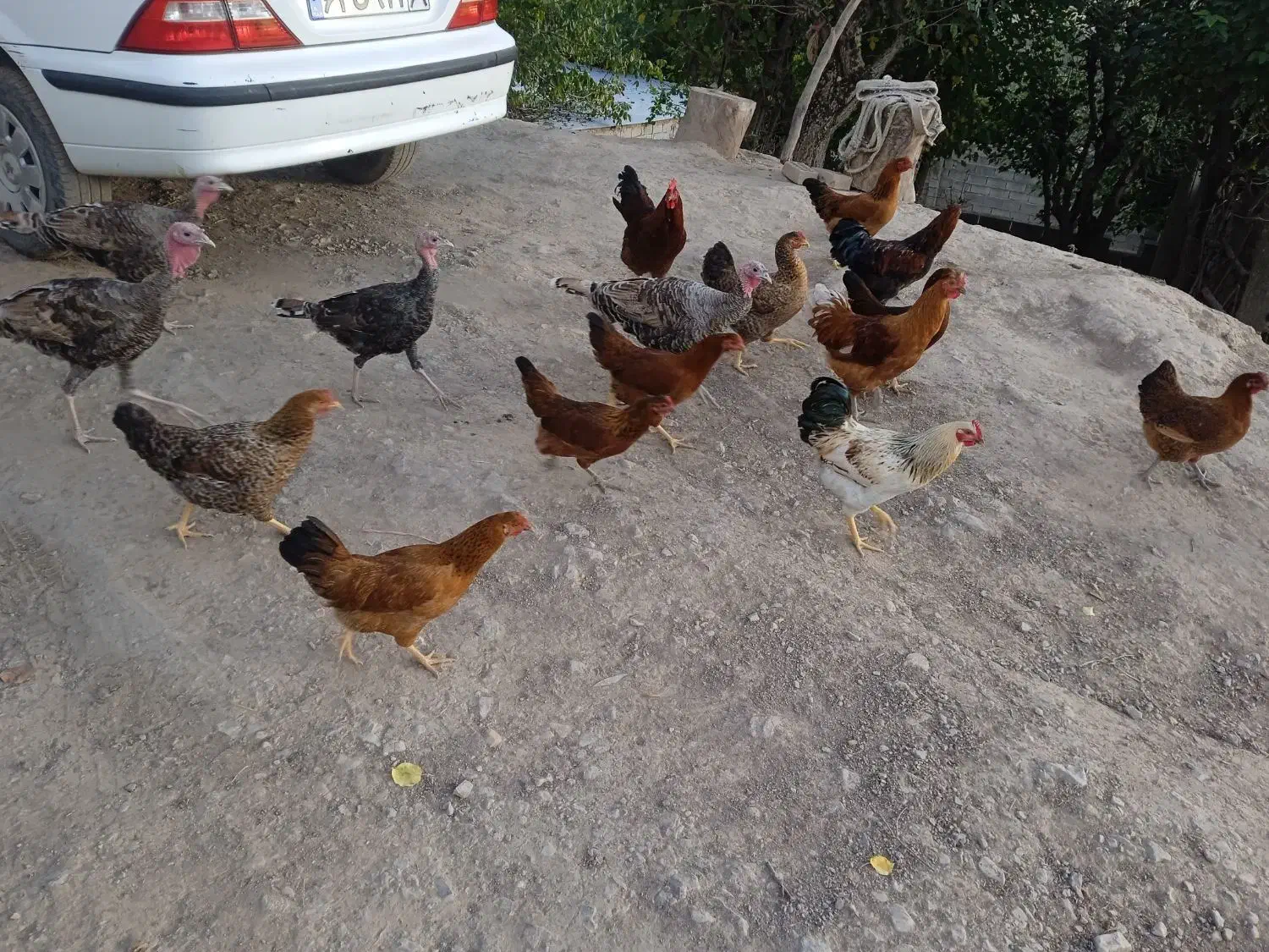 مرغ وخروس و بوقلمون|حیوانات مزرعه|گلی داغ, |دیوار