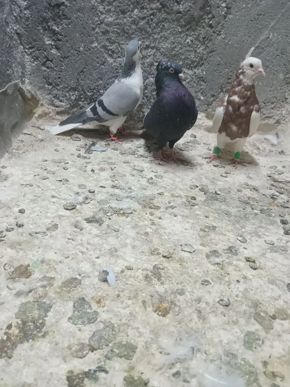 صید هوایی قره سینه طوقی سوسکی|پرنده|مشهد, شهید قربانی|دیوار