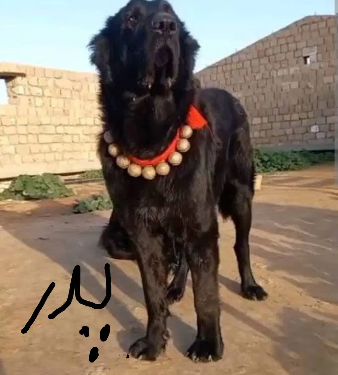 واگذاری سک قهدریجانی فی جفت۵|سگ|لنجان, |دیوار