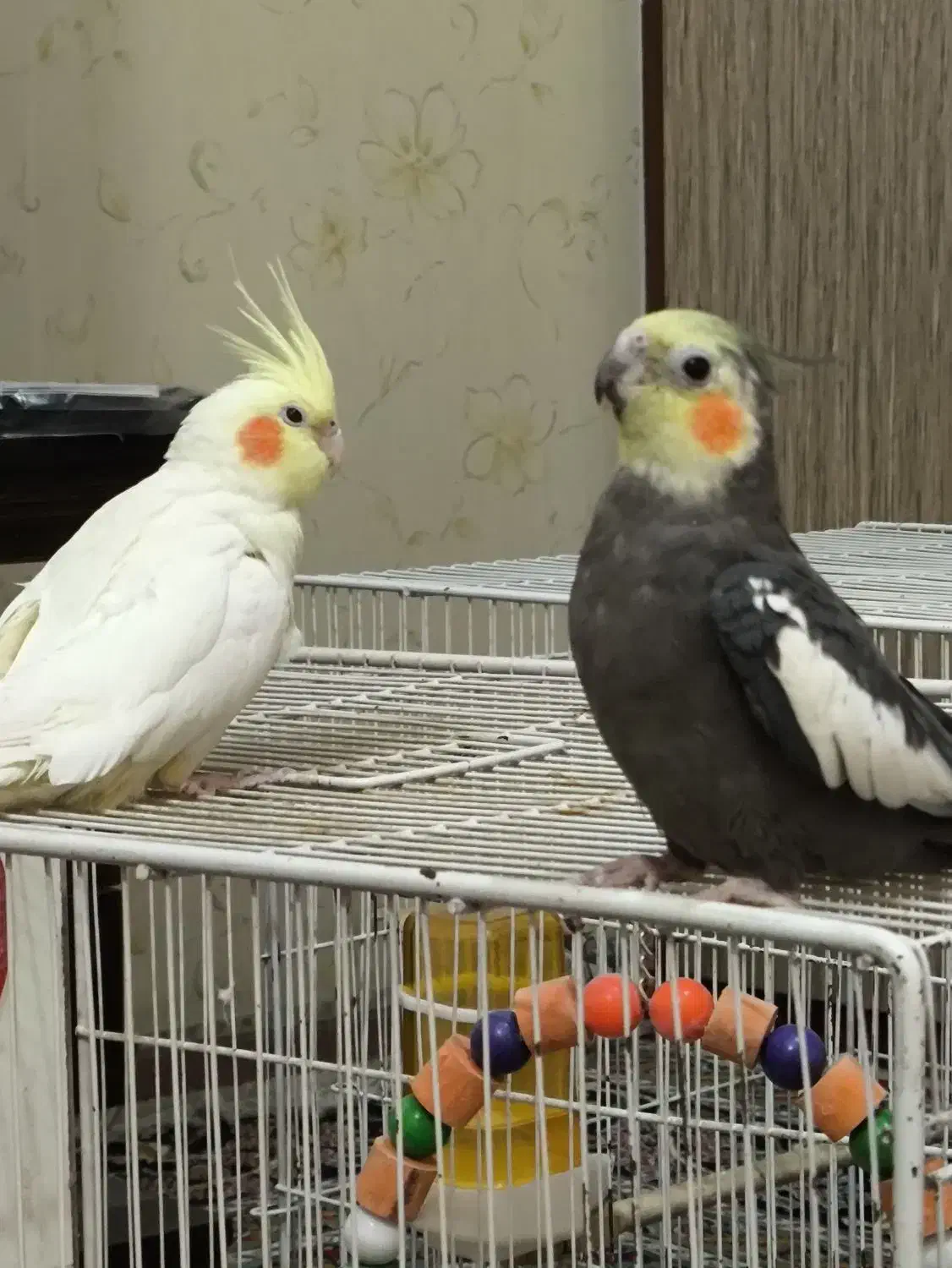 ۲ جفت عروس هلندی سر حال و مولد در حال تخم گذاری|پرنده|مشهد, جاهد شهر|دیوار