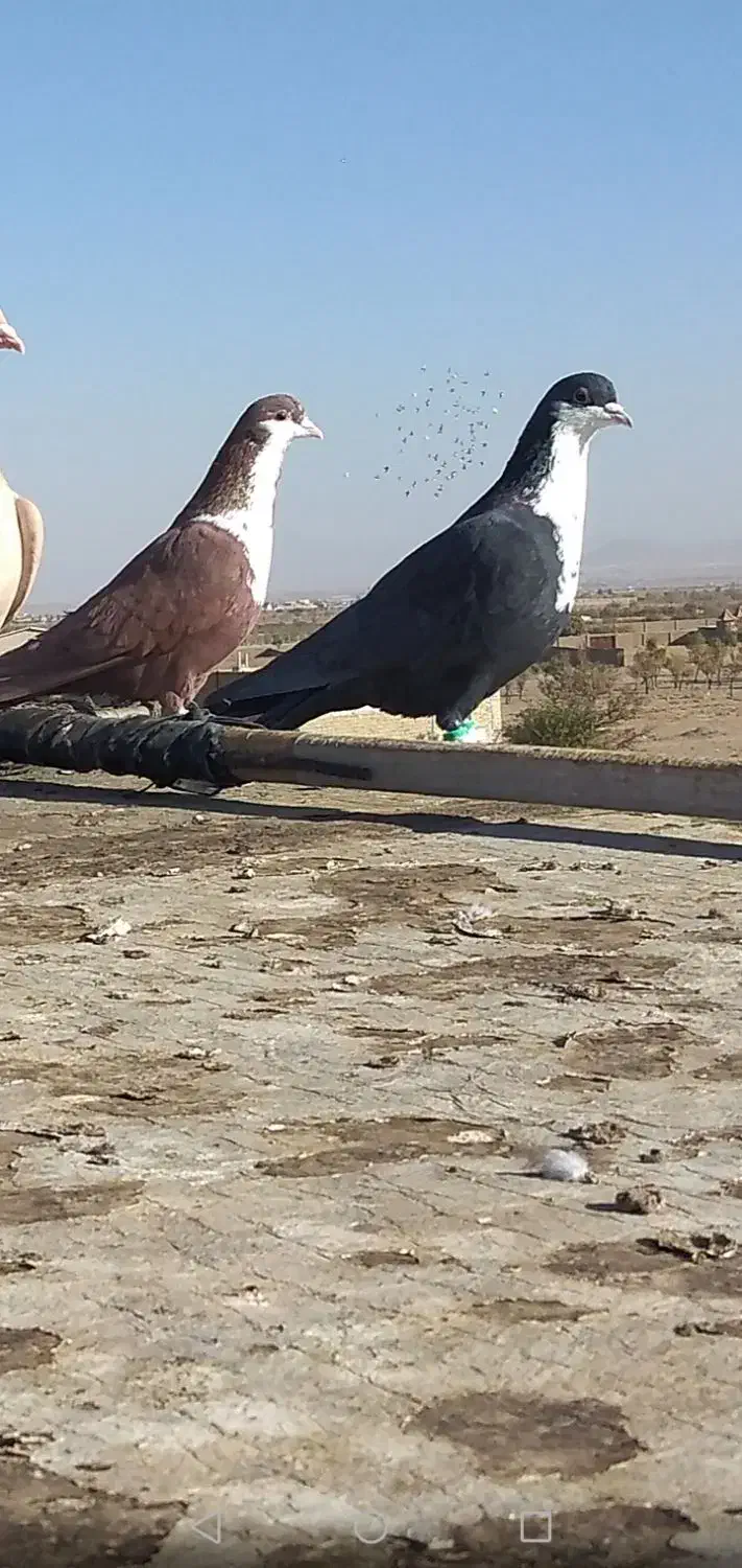 کرواتی افغونی زرد کرمونی و چندتا جوجه|پرنده|تربت‌حیدریه, شهرک ولیعصر|دیوار