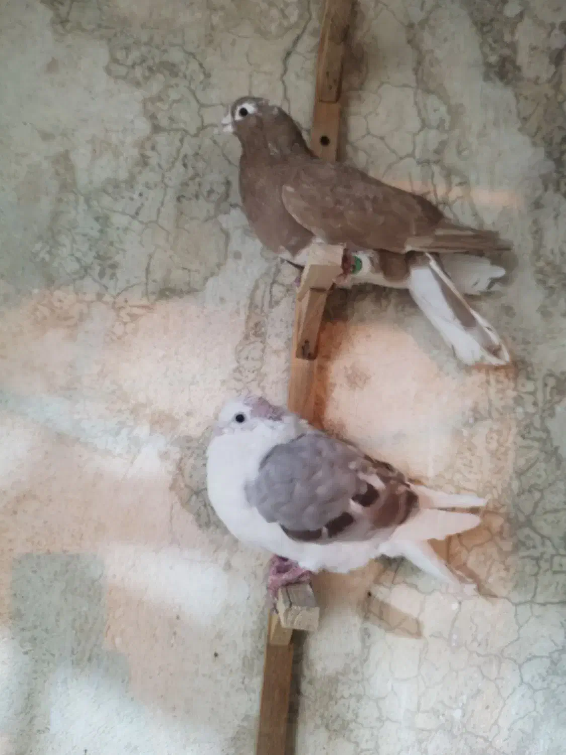 کفتر|پرنده|سپیدان, |دیوار