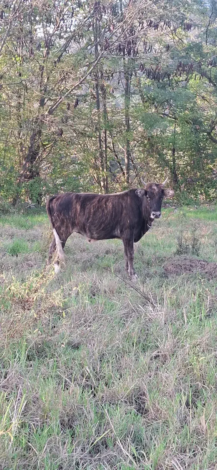 لیشه  گاو چالوسی آس|حیوانات مزرعه|املش, |دیوار