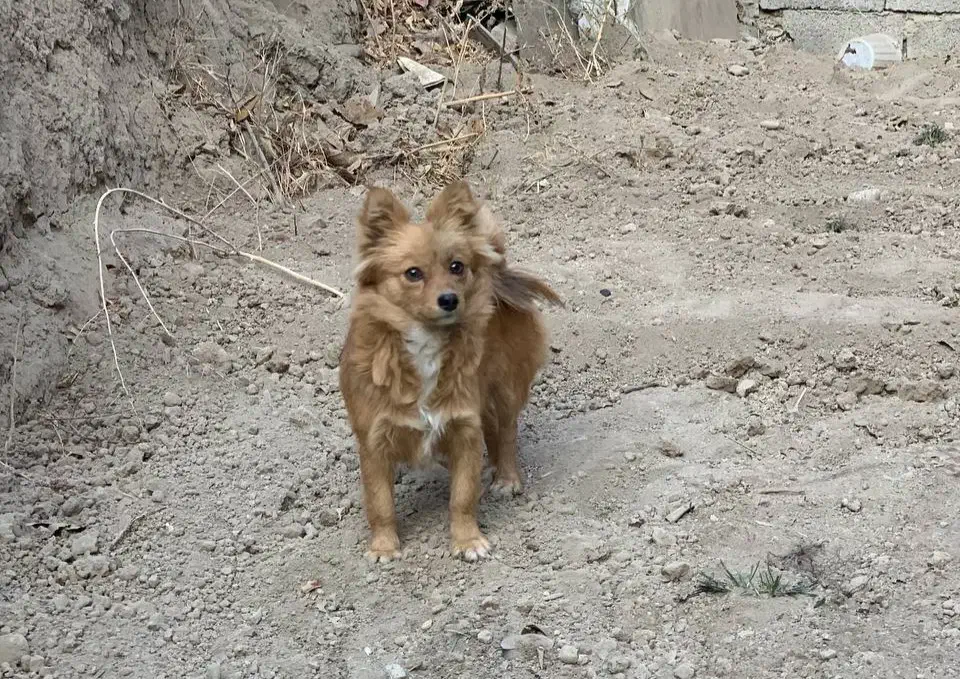 پامر|سگ|فردوسیه, |دیوار