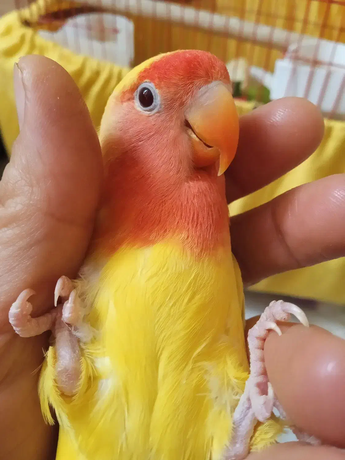 طوطی کوتوله برزیلی|پرنده|تهران, خاوران|دیوار