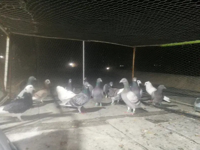 کفتر پلاکی پرشی|پرنده|شیراز, کرونی(خاتونک)|دیوار