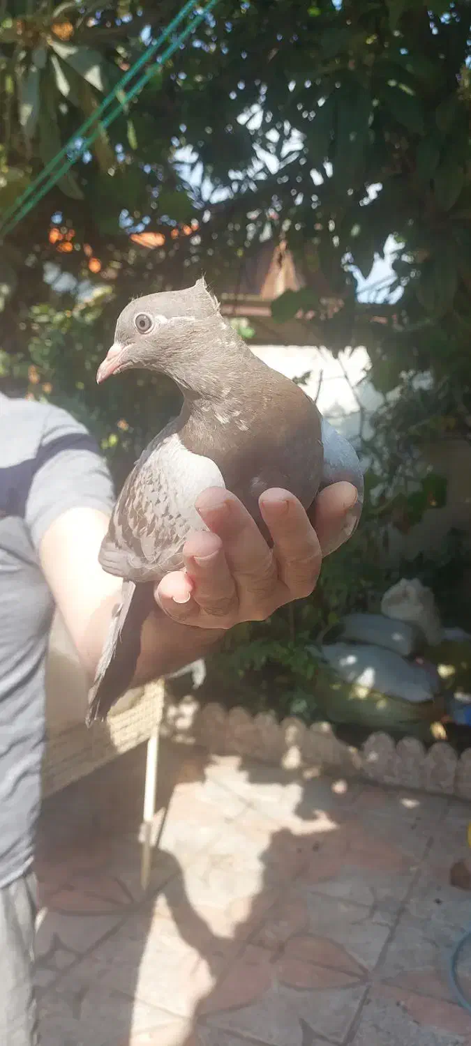 جوجه کبوترهای زیبا|پرنده|رشت, آب و برق|دیوار