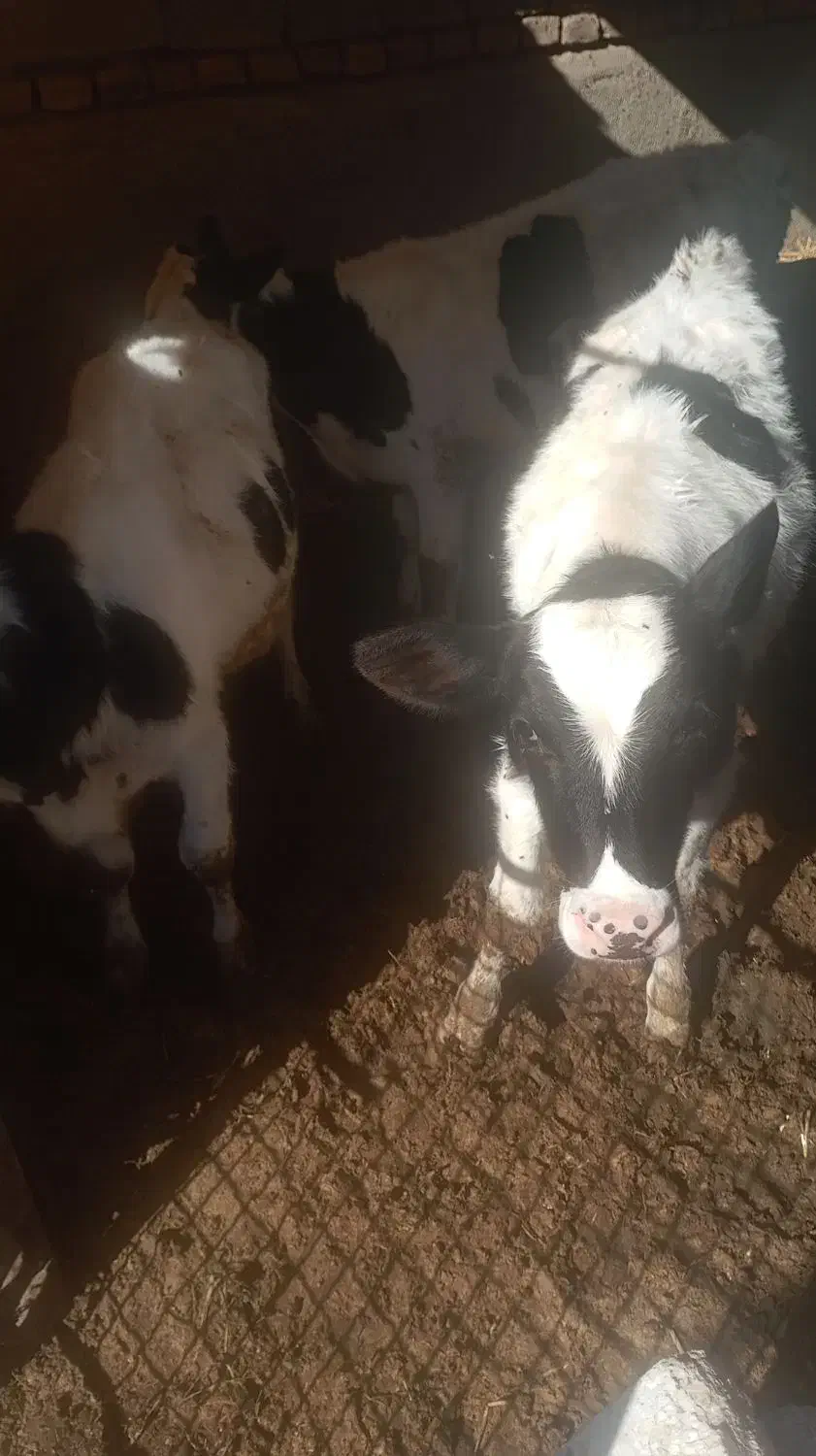 گوساله ۴ ماهه|حیوانات مزرعه|سبزوار, رباط|دیوار