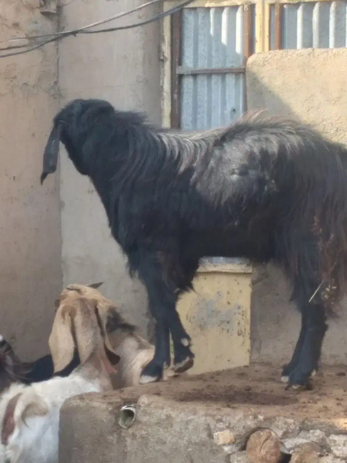 بزغاله یک ساله ونیم|حیوانات مزرعه|تاکستان, |دیوار