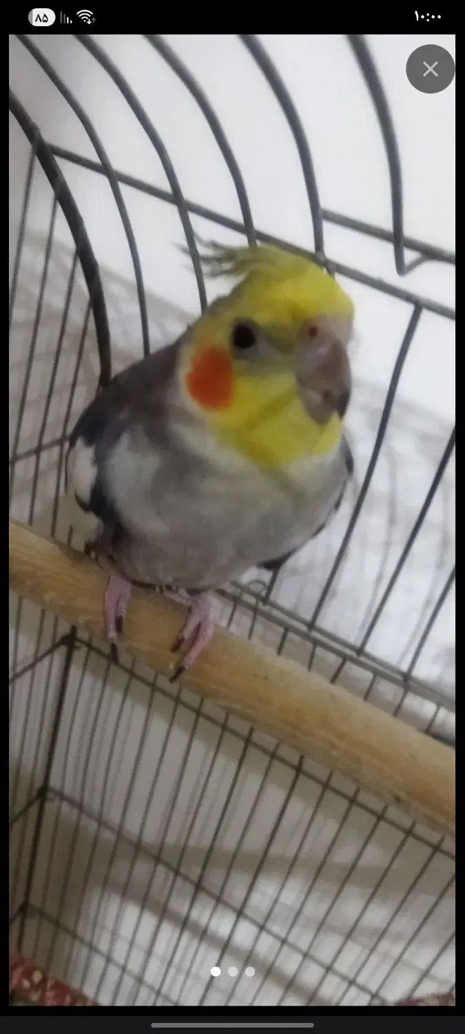 عروس هلندی نر|پرنده|محمدشهر, محمدشهر|دیوار