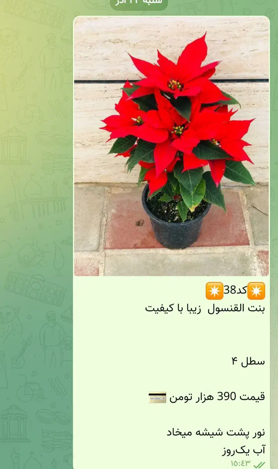 فیتونیا برگ ریز|گل و گیاه طبیعی|قدس, شهرقدس|دیوار