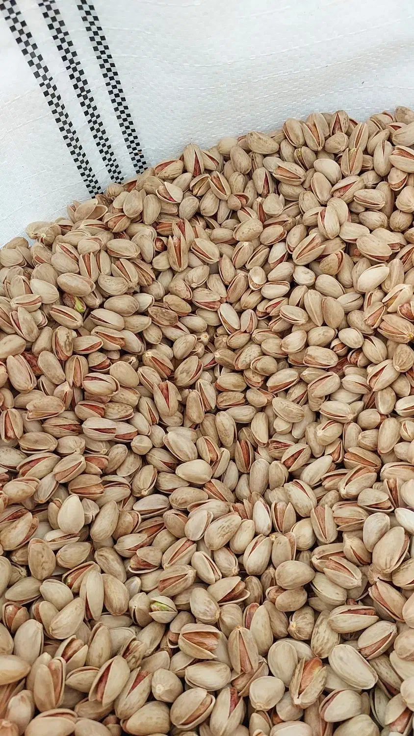 مغز و پسته اکبری تمام خندان|عمده‌فروشی|قم, قلعه یزدیها|دیوار